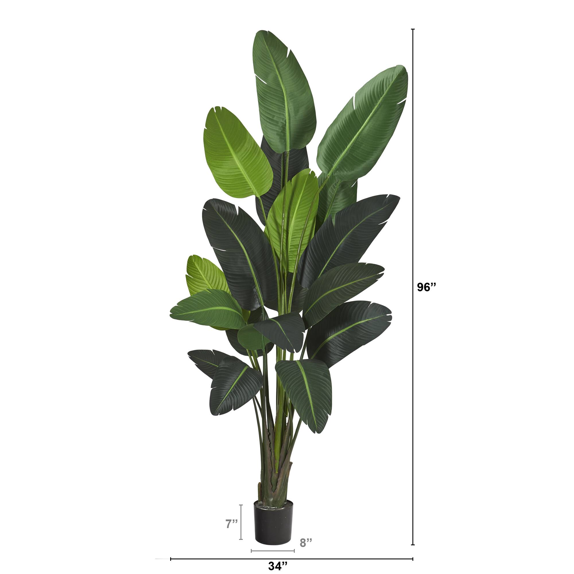 8ft. Potted Travelers Palm Tree